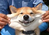 �����ǵ���ȻһЦ(������12)