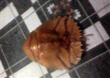 ����ʲôϺ��(������16)