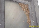 �����������˼�ʮֻ�۷�(������251)