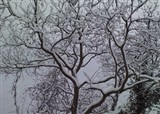 ���ĵ�ѩ��(������674)
