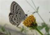 ����ץ�ġ���������(������155)