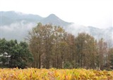 �����Ķ��툔��ķ�Ҷ(������507)
