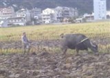 �쿴�����˵ľ���ũ�񲮲�������(������471)