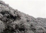 ����֮---�װ׵�ѩ(������66)
