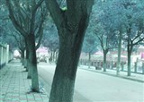 ֲ����Ҫ��������Ҳ����(������169)