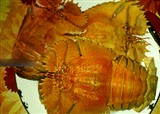 �ϸ�������ľ�Ϻ(������1079)