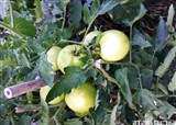 �Լ������ֵ�ˮ���߲�(������341)