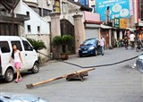 ���Ŷ��ֵ��ߵ���(������537)