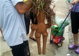����ֲ�ﾪ�ֺ�����(������749)
