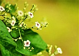 ��ѩ��ӱ������(������114)
