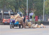 Ǯ�҈� ·���ж���ɢ���ڹ�����(������203)