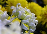 ���ջ桿��Ӱ�������ժ��(������46)