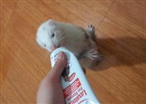 ������˰�����YY������(������238)