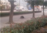 ����Ǵ�˵�еĿ���ɮô ��(������1143)
