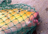 ��ʲô�㣬�촽���Ը�(������721)