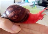 �³������ҷ�����(������457)