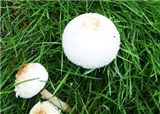 ·��Ģ���ж���Ҫ��(������144)