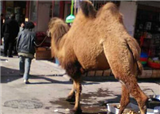 ؤ������ղ���һ��ĳ�(������379)