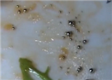 �и��Ըɹ��ʳ��Գ�ˮ��(������396)