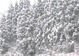 ������ѩ�ˣ�2015���׳�(������517)