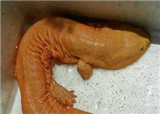 ��ɫ���������ô(������381)