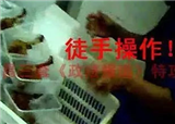 ��ζѼ���������ز�Ӭ����ɣ�(������266)