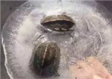 ��ֻ�ڹ껹�о���(������373)