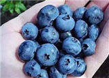 ������ݮ��ժ����ʱ(������348)