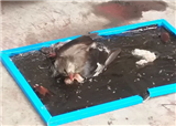 �������������ճס��(������407)