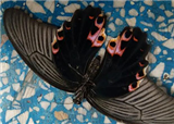 �����βʵ�(������195)