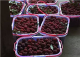 ժ��÷(������449)