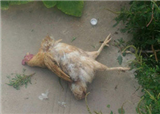 �������ν�İ�����ʿ��(������361)