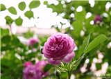 Ǿޱ�Ĵ���(������708)